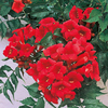 Campsis x tagliabuana 