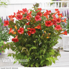 Campsis x tagliabuana 