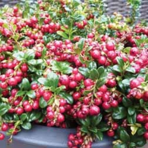 Candy Berry - 2 plants in 10.5cm pots