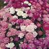 Candytuft 