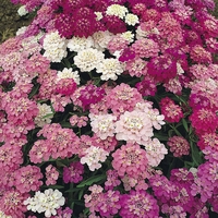 Candytuft 