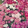 Candytuft 