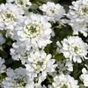 Candytuft 