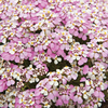 Candytuft 