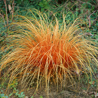 Carex comans 