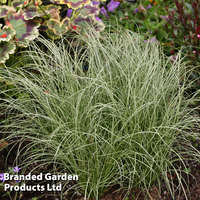 Carex comans 