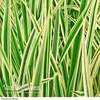 Carex hachijoensis 