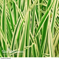 Carex hachijoensis 
