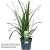 Carex morrowii 