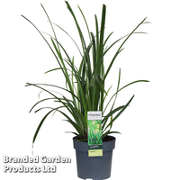 Carex morrowii 