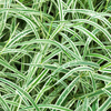 Carex morrowii 