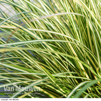 Carex oshimensis 