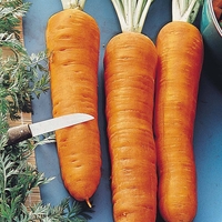 Carrot 