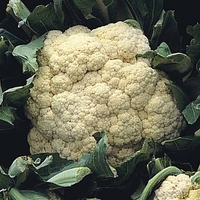 Cauliflower 