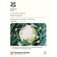 Cauliflower 