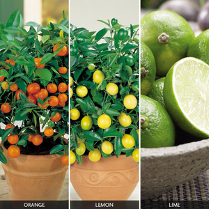 Citrus Tree 