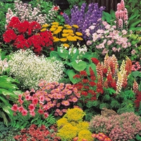 Classic Perennial Collection