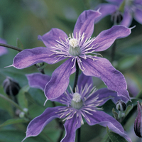 Clematis 