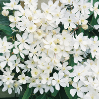 Clematis armandii