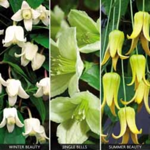 Clematis 
