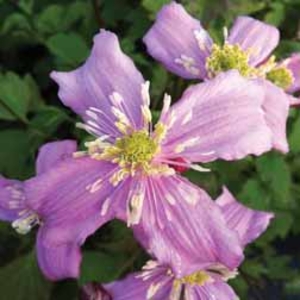 Clematis 