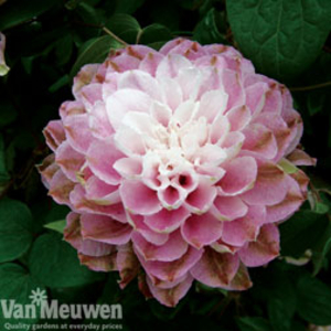 Clematis 