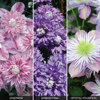 Clematis 