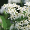 Clematis flammula - 3 plants in 7cm pots