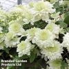 Clematis florida 