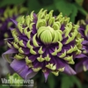 Clematis florida 