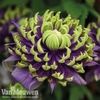 Clematis florida 
