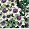 Clematis florida var. florida 