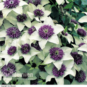 Clematis florida var. florida 