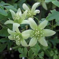 Clematis 
