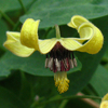 Clematis intricata 