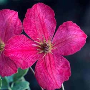 Clematis 