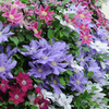 Clematis Lucky Dip
