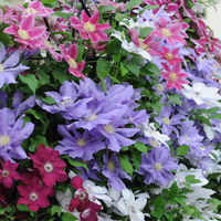 Clematis Lucky Dip