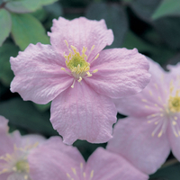Clematis 