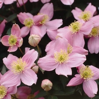 Clematis montana 