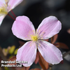 Clematis montana 