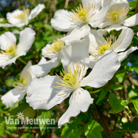 Clematis montana 