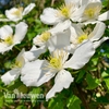 Clematis montana 