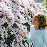 Clematis montana 