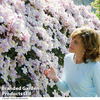 Clematis montana 