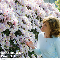Clematis montana 