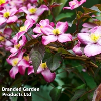 Clematis montana 