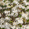 Clematis montana 
