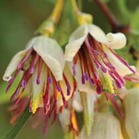 Clematis napaulensis - 1 clematis plant in 7cm pot