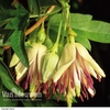Clematis napaulensis